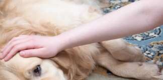 Abusi sessuali su animali: tempesta social su Benevento