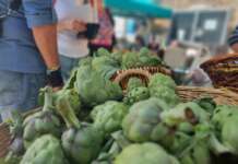 Sagra del carciofo bianco nelle stesse date, Pertosa attacca la Proloco Auletta: “Scelta sgarbata”