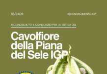 Cavolfiore della Piana del Sele IGP, dal Masaf riconosciuto il Consorzio di Tutela