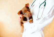 “Apriamo la clinica veterinaria”: tavolo di confronto