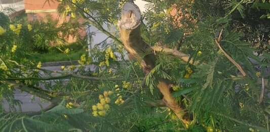 mimosa
