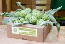 Sagra del Carciofo di Auletta, solo degustazione e festeggiamenti sospesi per la morte del Papa