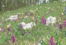 Sassano celebra la 25esima edizione della “Festa della Valle delle Orchidee”