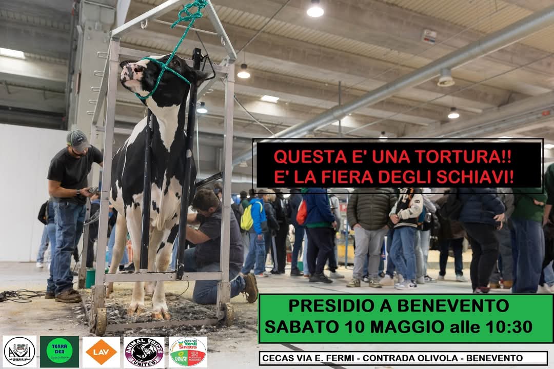 Alleanza Verdi Sinistra aderisce al presidio contro la Fiera degli Schiavi Alleanza Verdi Sinistra aderisce al presidio contro la Fiera degli Schiavi