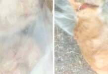 Cane chiuso in una busta trovato morto: presentata denuncia