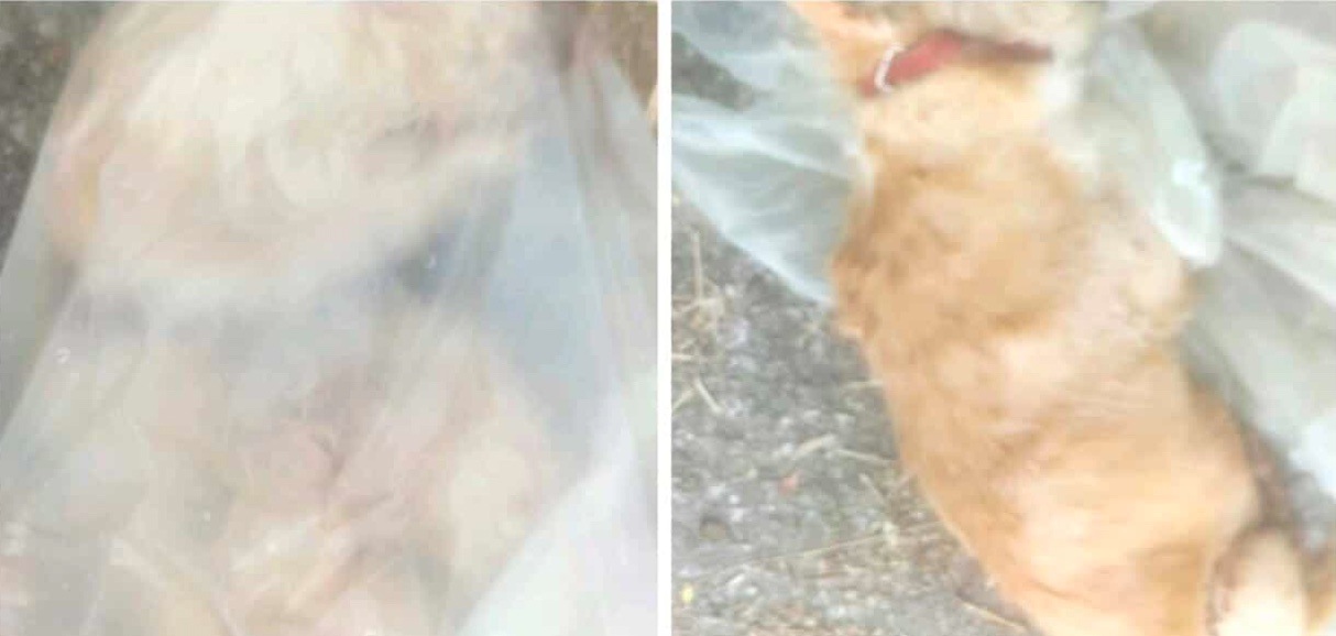 Cane chiuso in una busta trovato morto: presentata denuncia Cane chiuso in una busta trovato morto: presentata denuncia