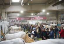 CampaniAlleva, l’idea dei ‘4 scappati di casa’ che non può andare via da Benevento