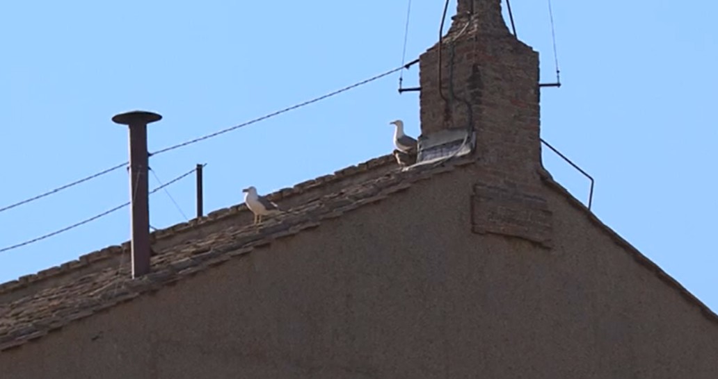 Non solo Campania: prima fumata nera, oggi secondo giorno del Conclave da anteprima24.it Non solo Campania: prima fumata nera, oggi secondo giorno del Conclave