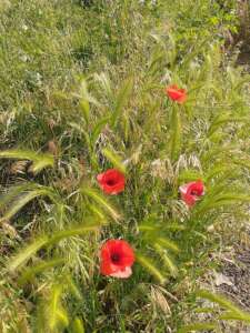 foto benevento con la lipu alla scoperta della biodiversità da Anteprima24.it foto benevento con la lipu alla scoperta della biodiversità