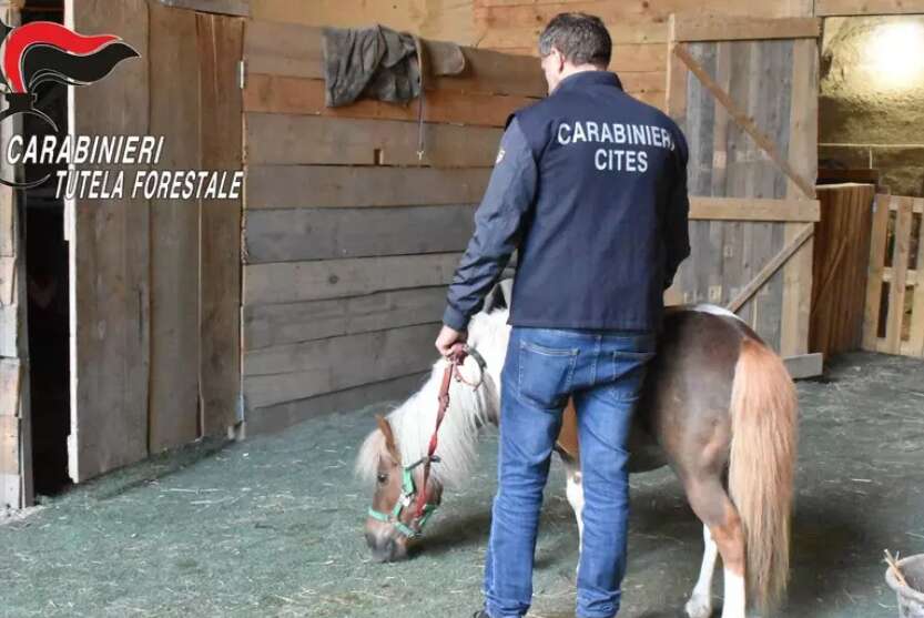 Pony rubato e venduto illegalmente due volte, tre denunciati Pony rubato e venduto illegalmente due volte, tre denunciati
