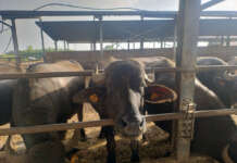 Coldiretti Campania esulta: “Grazie ai nostri suggerimenti prosegue il calo della brucellosi”