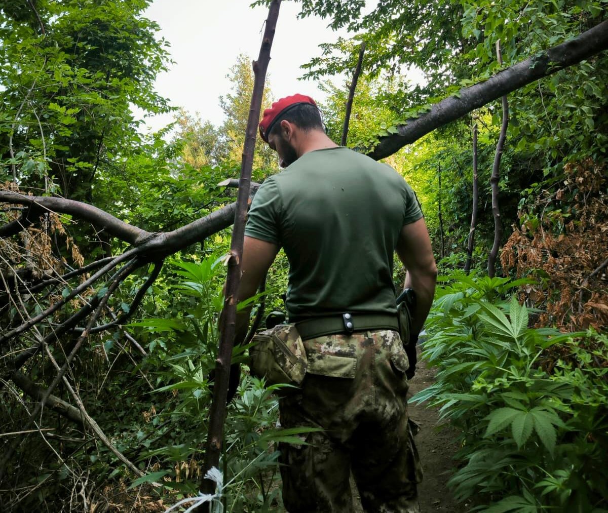lettere monti lattari carabinieri trovano 267 piante di cannabis e cunicoli sotterranei