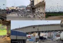 Regione Campania, ‘son volatili amari’: ok al piano anti colombi e piccioni, ipotizzati abbattimenti