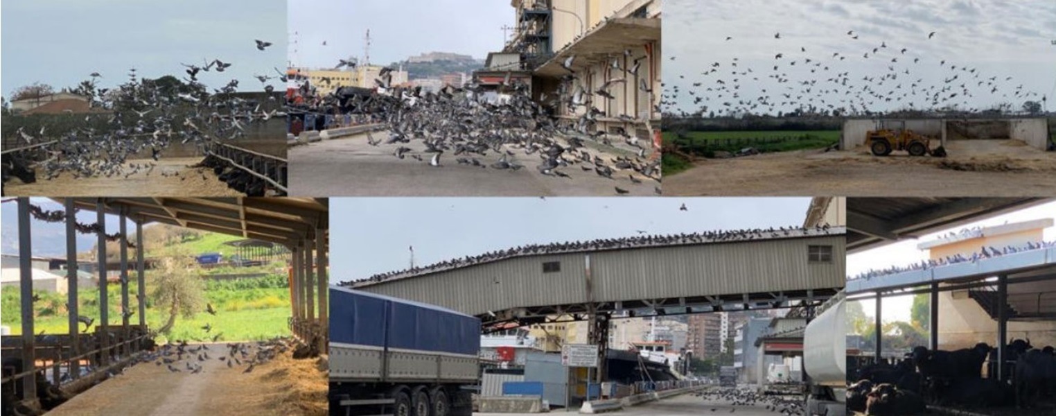 Regione Campania, ‘son volatili amari’: ok al piano anti colombi e piccioni, ipotizzati abbattimenti