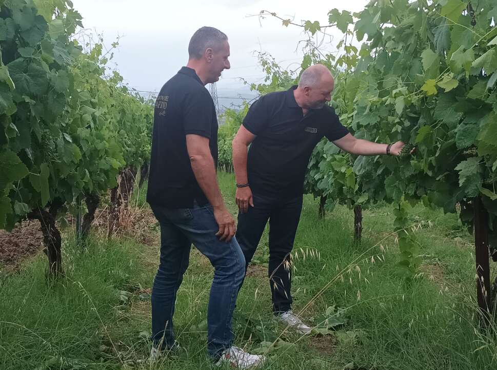FOTO/ Un polo spumantistico di prima qualità: la nuova mission della Cantina del Taburno FOTO/ Un polo spumantistico di prima qualità: la nuova mission della Cantina del Taburno