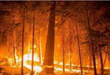 Più incendi in Campania nel 2024: i Comuni maglia nera della regione