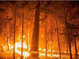 Pineta in fiamme in Valle Caudina: Vigili del Fuoco al lavoro