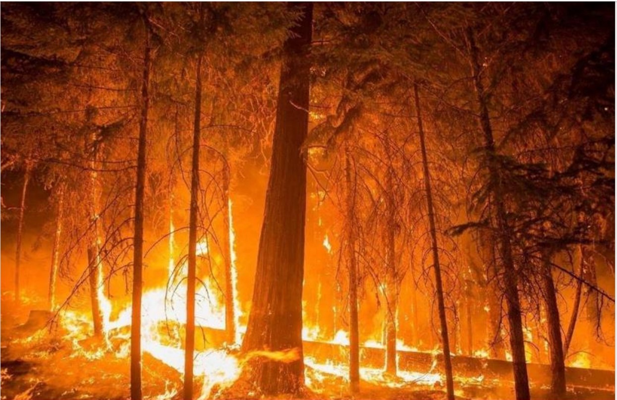 Più incendi in Campania nel 2024: i Comuni maglia nera della regione Più incendi in Campania nel 2024: i Comuni maglia nera della regione