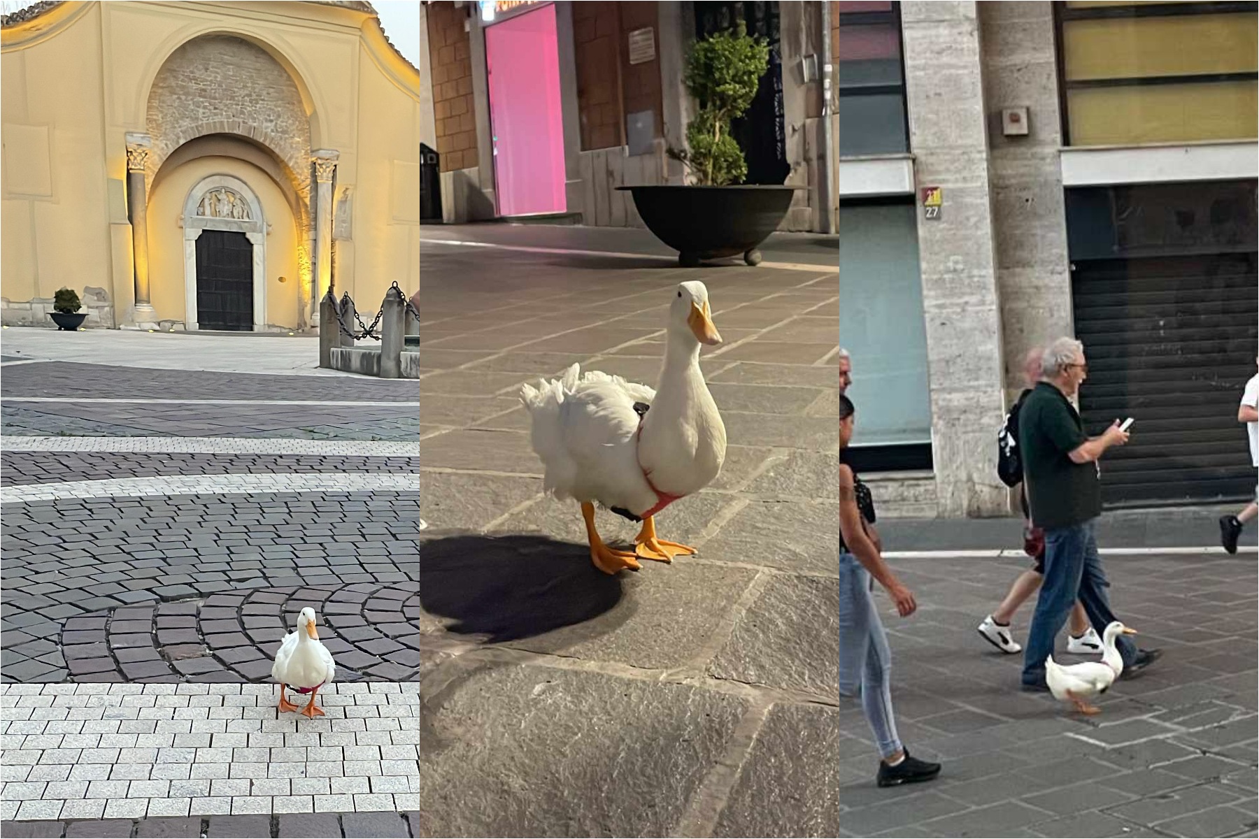 8216fuffi8217 a benevento la papera superstar che fa impazzire i social e i passanti