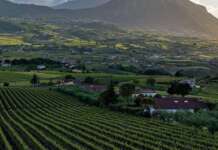 Sannio Consorzio Tutela Vini: quattro appuntamenti per valorizzare e promuovere i vini del territorio