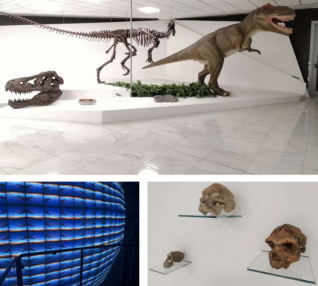 Museo “Biogeo”, oltre 1.600 visitatori nel primo semestre Museo “Biogeo”, oltre 1.600 visitatori nel primo semestre