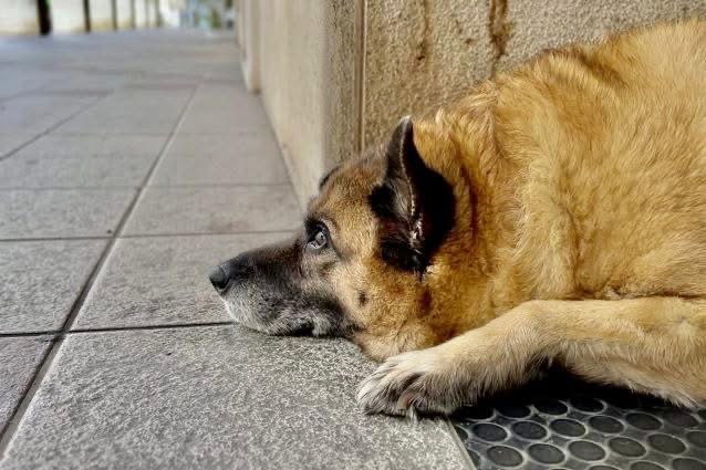una speranza per pippo raccolta fondi per il cane simbolo della citt224