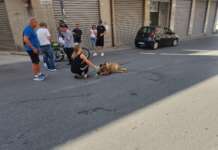 Avellino prega per Pippo, cane di quartiere investito
