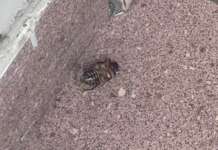 Invasione anomala di blatte a Napoli, l’Asl: “Fenomeno eccezionale ancora da spiegare”