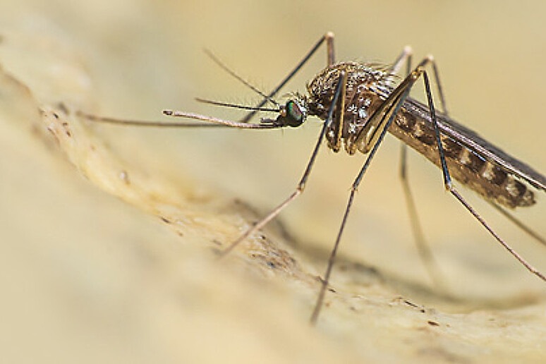 ASL Avellino: segnalate carcasse di volatili, rischio West Nile ASL Avellino: segnalate carcasse di volatili, rischio West Nile