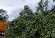 Telesina invasa dalla vegetazione abbattuta da pioggia e vento