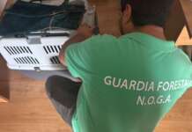 La dedizione dei soccorritori veterinari: pronta assistenza ad un gattino aggredito da un cane