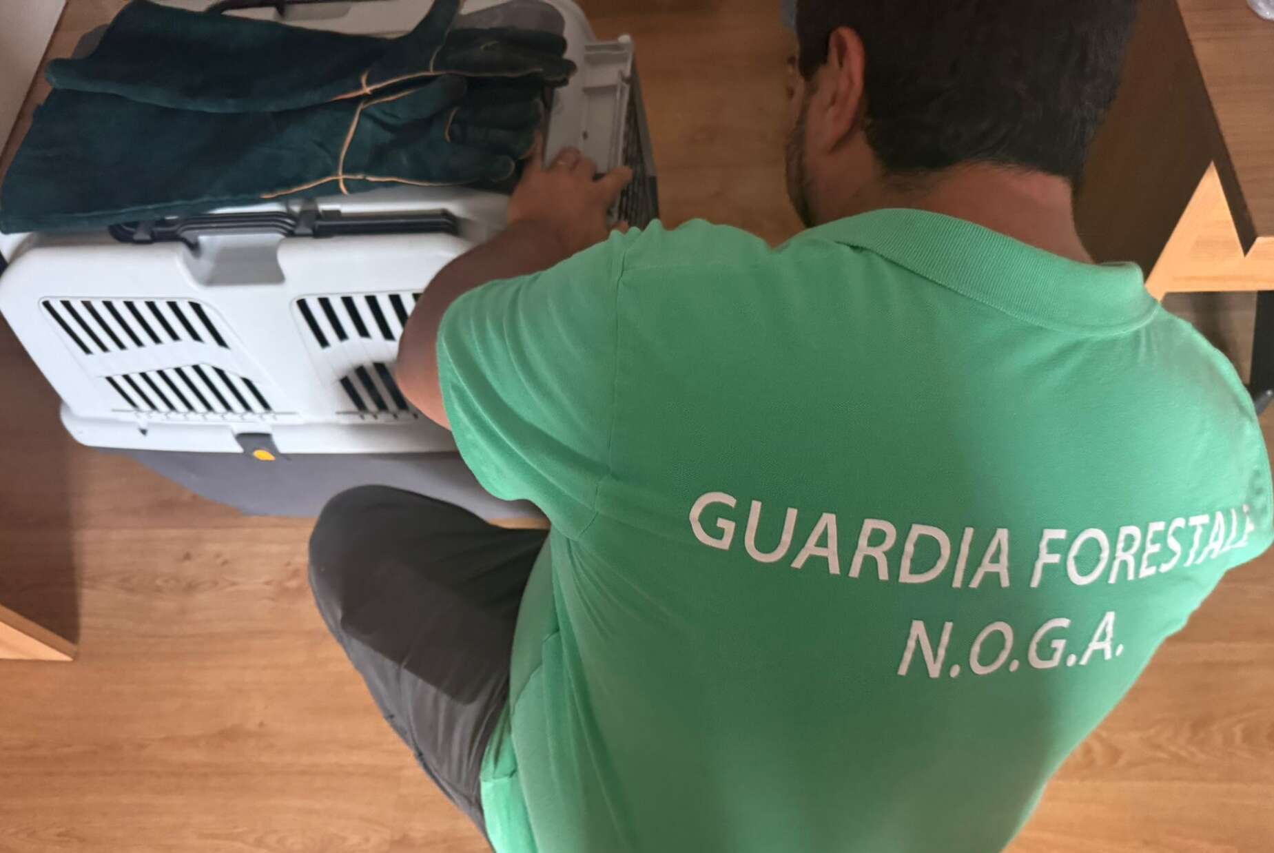 la dedizione dei soccorritori veterinari pronta assistenza ad un gattino aggredito da un cane