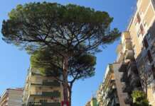 Pino storico all’Arenella, fumata nera al Comune di Napoli: presidio contro il taglio imminente
