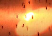 Il virus West Nile fa un’altra vittima nel Casertano