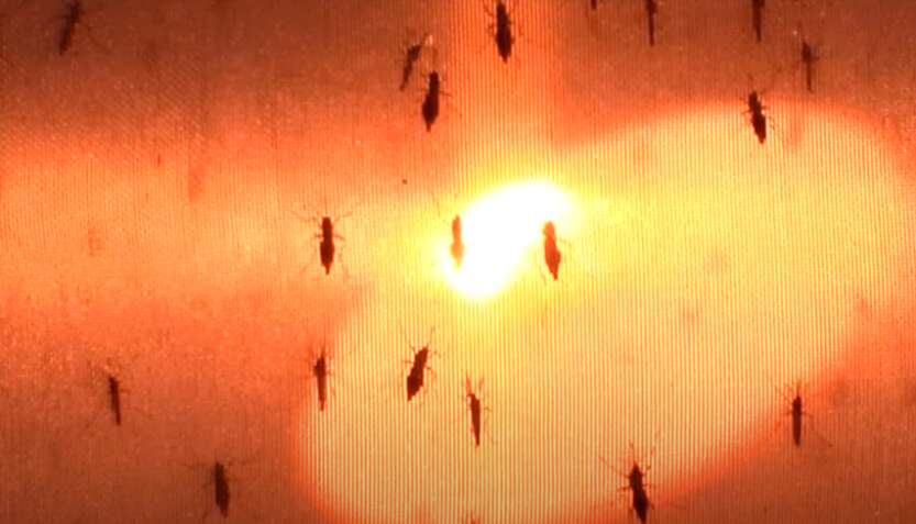 Il virus West Nile fa un’altra vittima nel Casertano Il virus West Nile fa un’altra vittima nel Casertano