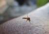 Caso West Nile a Napoli, paziente ricoverato al Cotugno: le rassicurazioni dell’ospedale west nile virus