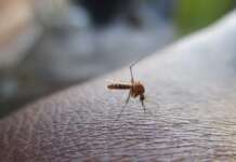 Prevenzione West Nile: il cronoprogramma degli interventi nelle zone della città