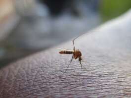 Donna muore nel Napoletano per il virus West Nile west nile virus