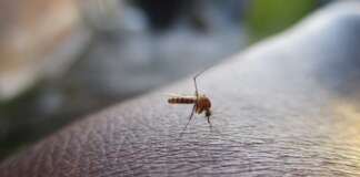 Donna muore nel Napoletano per il virus West Nile west nile virus