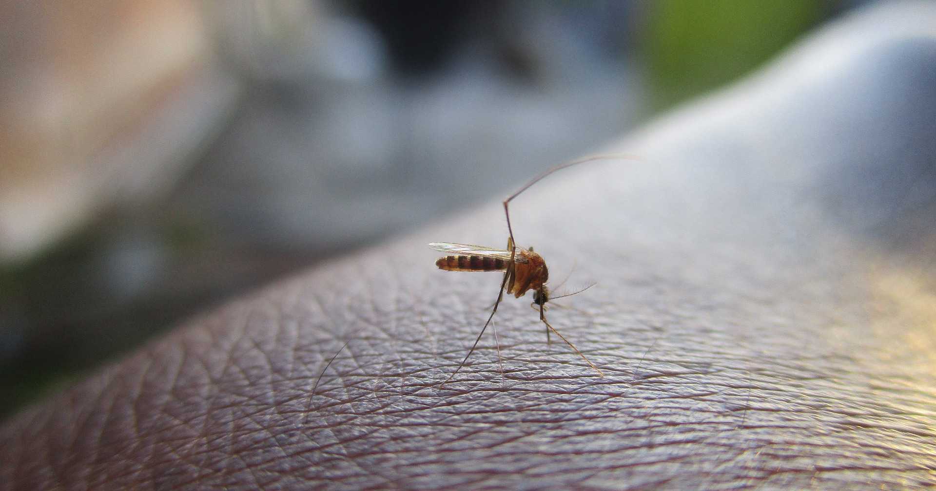 Prevenzione West Nile: il cronoprogramma degli interventi nelle zone della città Prevenzione West Nile: il cronoprogramma degli interventi nelle zone della città
