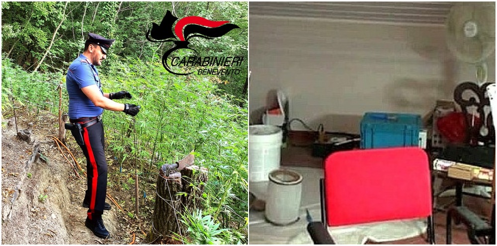 Piantagione di marijuana in un bosco e laboratorio a casa: coppia arrestata Piantagione di marijuana in un bosco e laboratorio a casa: coppia arrestata