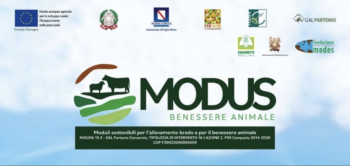zootecnia a roccabascerana il convegno conclusivo del progetto modus