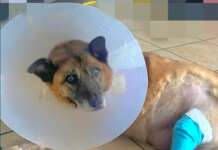 Il cane Pippo non può stare più in strada: appello per una casa