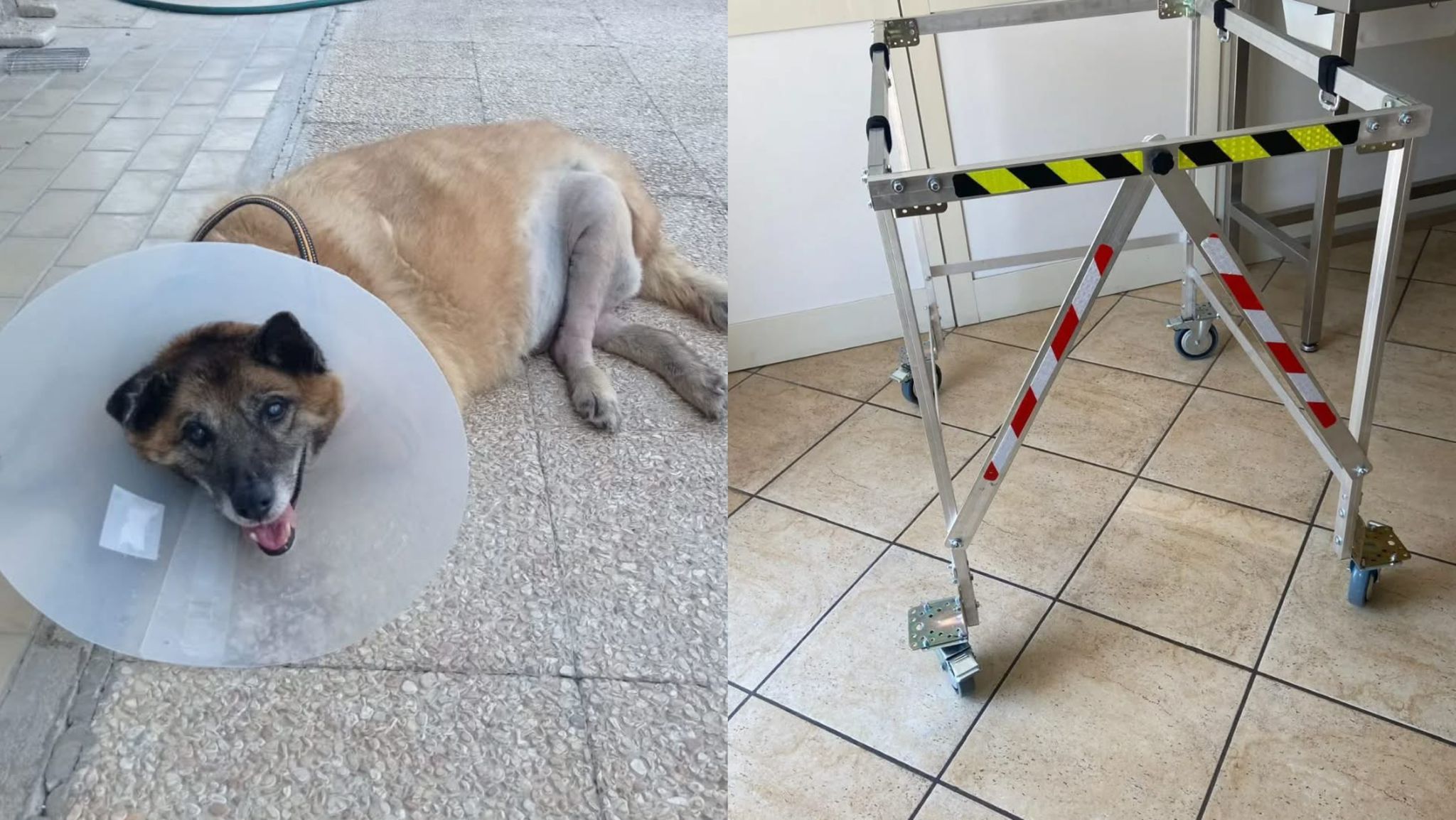 pippo torna a camminare grazie alla solidariet224 della citt224