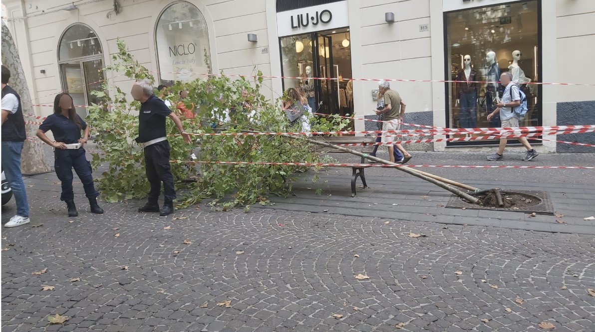 Vomero, crolla albero in via Scarlatti: divampa la polemica per la sequenza di casi Vomero, crolla albero in via Scarlatti: divampa la polemica per la sequenza di casi