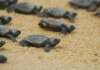 Un altro nido di Caretta caretta nel Cilento Tartarughe caretta caretta