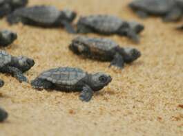Un altro nido di Caretta caretta nel Cilento Tartarughe caretta caretta