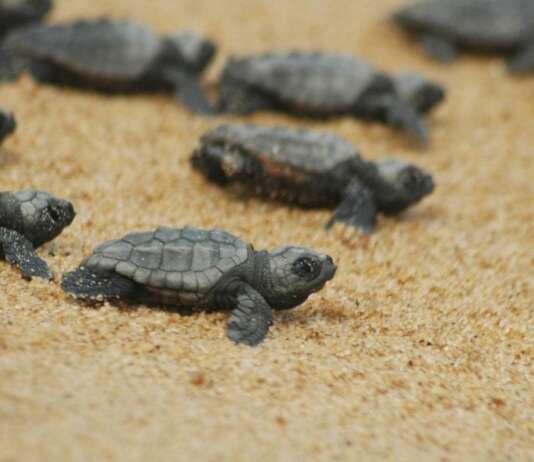 Un altro nido di Caretta caretta nel Cilento Tartarughe caretta caretta