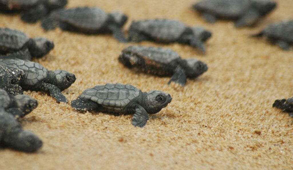 Battipaglia, 23 tartarughe ‘Caretta Caretta’ nate sul litorale