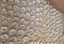 San Marco ai Monti festeggia il gusto: il 14 agosto la 49ª Sagra del Cecatiello
